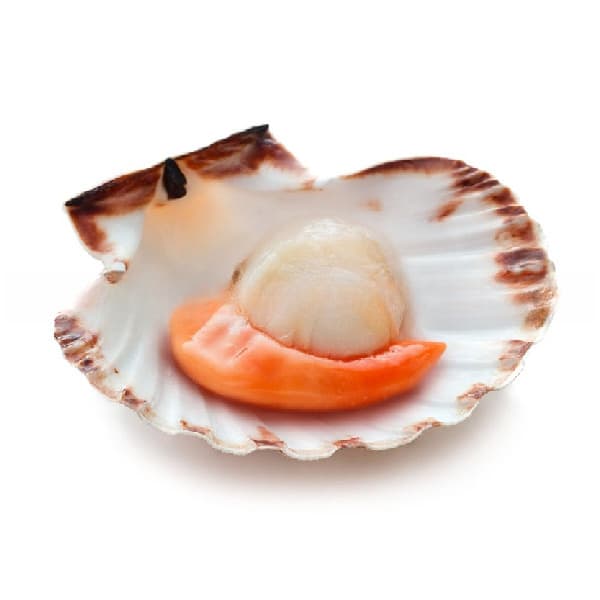 Sò Điệp Nửa Mảnh